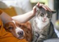 Il cibo di cani e gatti costerà meno, taglio dell’Iva dal 2026