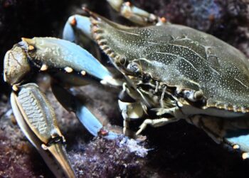 Il caldo soffoca cozze e vongole mentre il granchio blu si moltiplica senza sosta