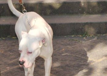 Seduta al tavolino di un bar viene azzannata in testa da un cane sfuggito alla dog sitter